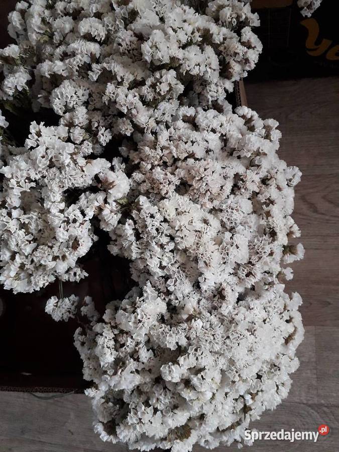 Zatrwian wyrębny suszony Łódź