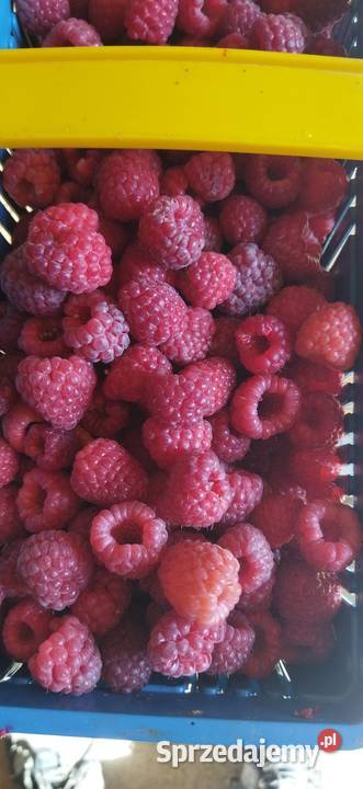 maliny małopolskie Lewniowa