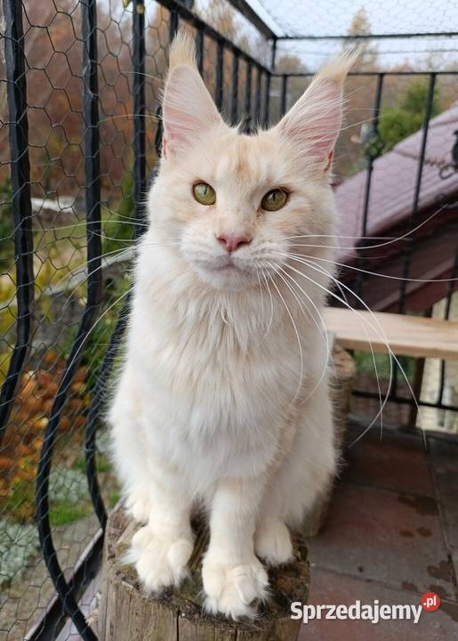 Dwuletnia towarzyska koteczka Maine Coon pomorskie