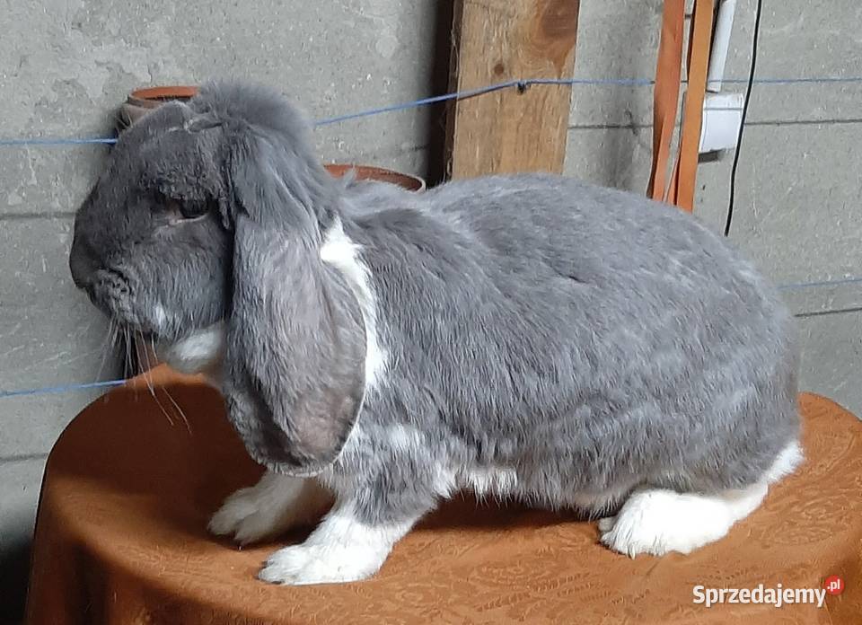 Samica baran francuski z młodymi