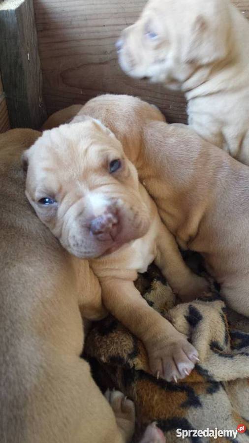 Szczenięta PitBull Red Nose Lipno