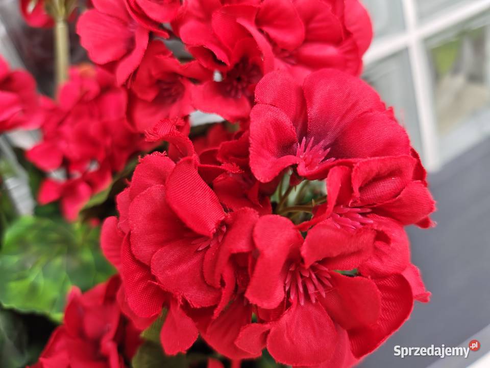 Pelargonie czerwone sztuczne żywe w czarnej Dębica