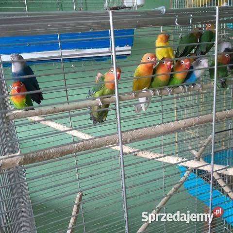 Nierozłączki śląskie