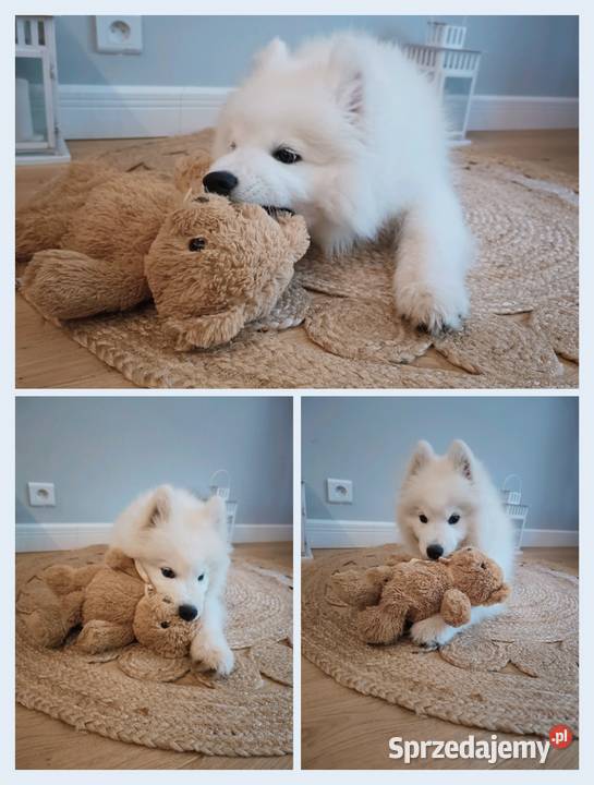 Szczeniaczek Samoyed mazowieckie Olszówka sprzedam