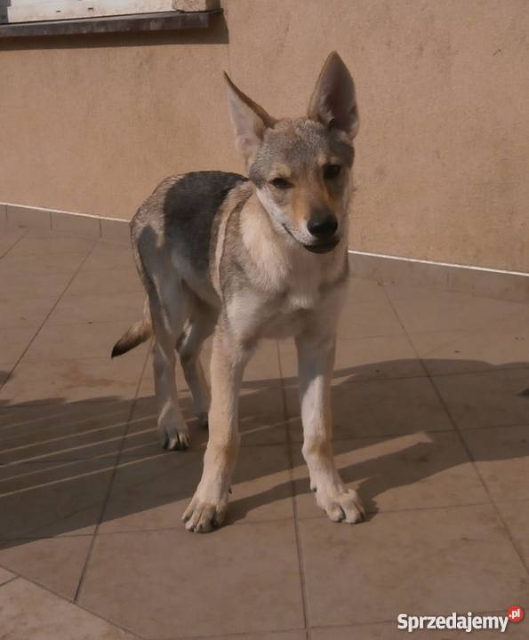 Wilczak Czechosłowacki szczenięta z rodowodem Psy