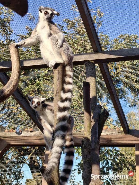 Lemur samica z młodym samcem Pozostałe podlaskie Łomża sprzedam