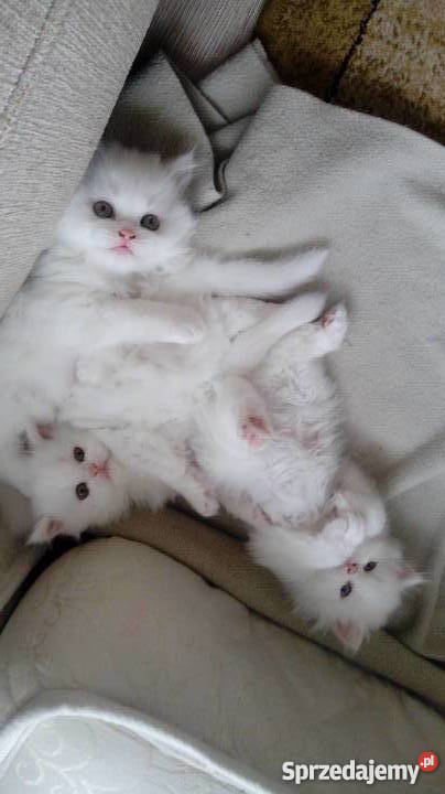 Koty kotki persy białe i rudy Rzeszów