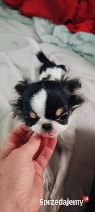 Piękny chihuahua długowłosy korzenie Tajlandia Warszawa