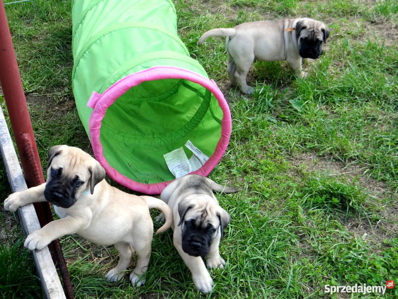 Szczeniaki BULLmastiff Kraków sprzedam