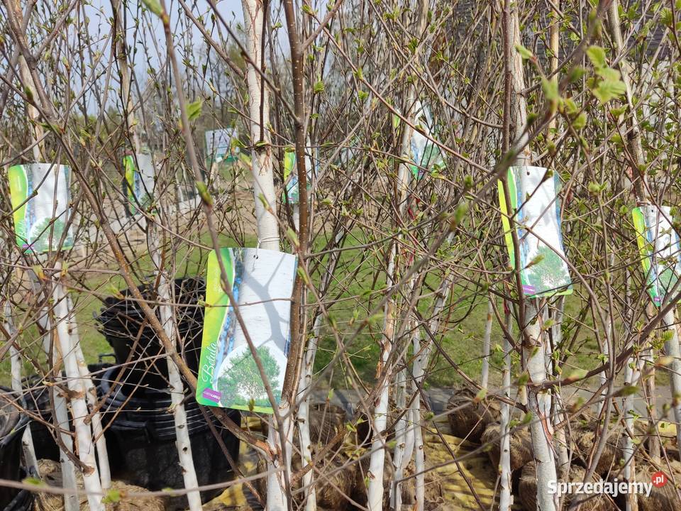 Brzozy pożyteczne Doorenbos duże sadzonki z Ustroń