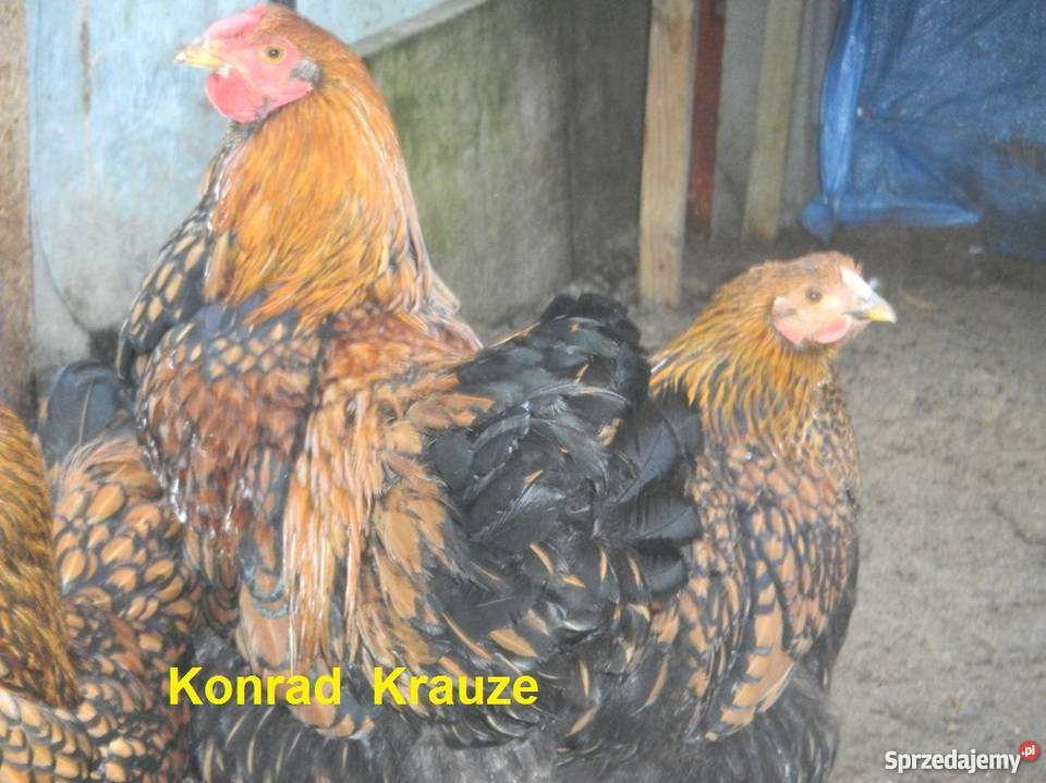 Kochin Olbrzymi różne kolory czysto rasowe młode Konin sprzedam