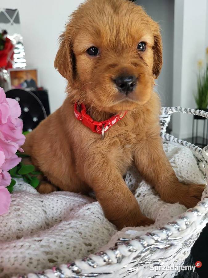 Golden retriever gotowe na nowy domek Poręba