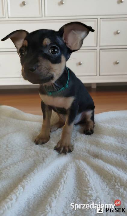 Pinczerki Pinczer Miniaturowy Zapowiedź Miotu Kazimierz Biskupi sprzedam