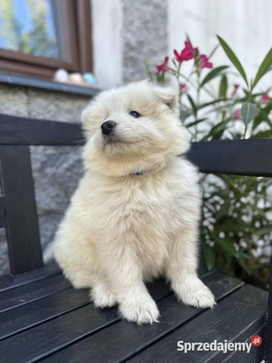 Samojed Samoyed Zapraszamy śląskie Pszczyna
