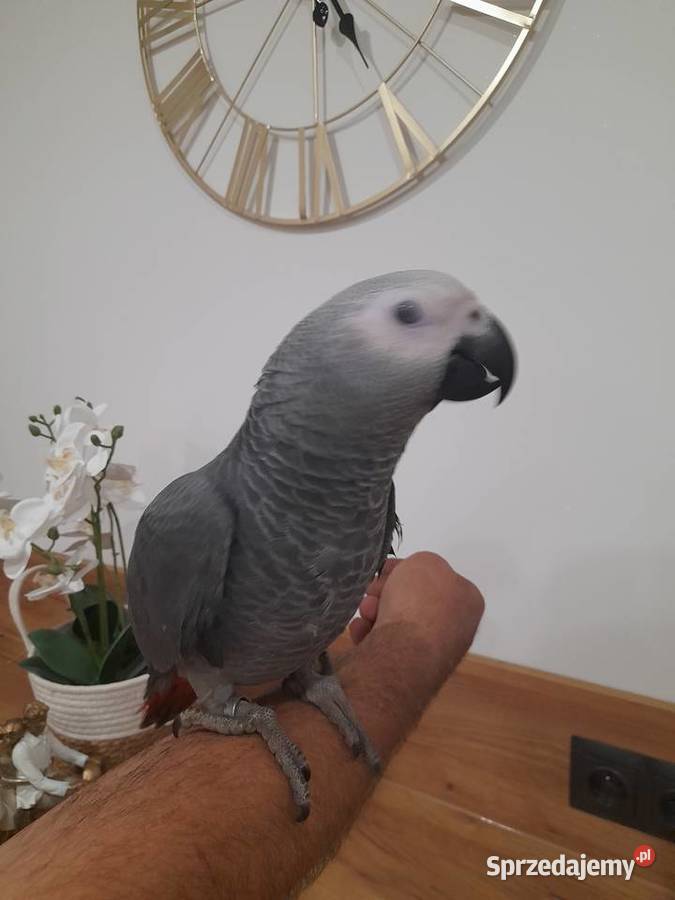 Żako samiec 2025 oswojony Racibórz