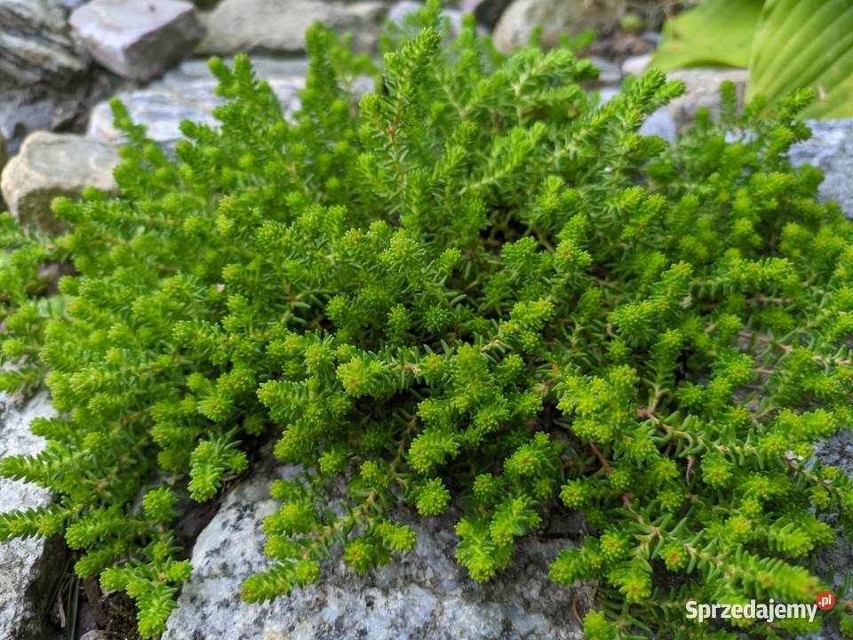 Rozchodnik złocisty Lublin sprzedam