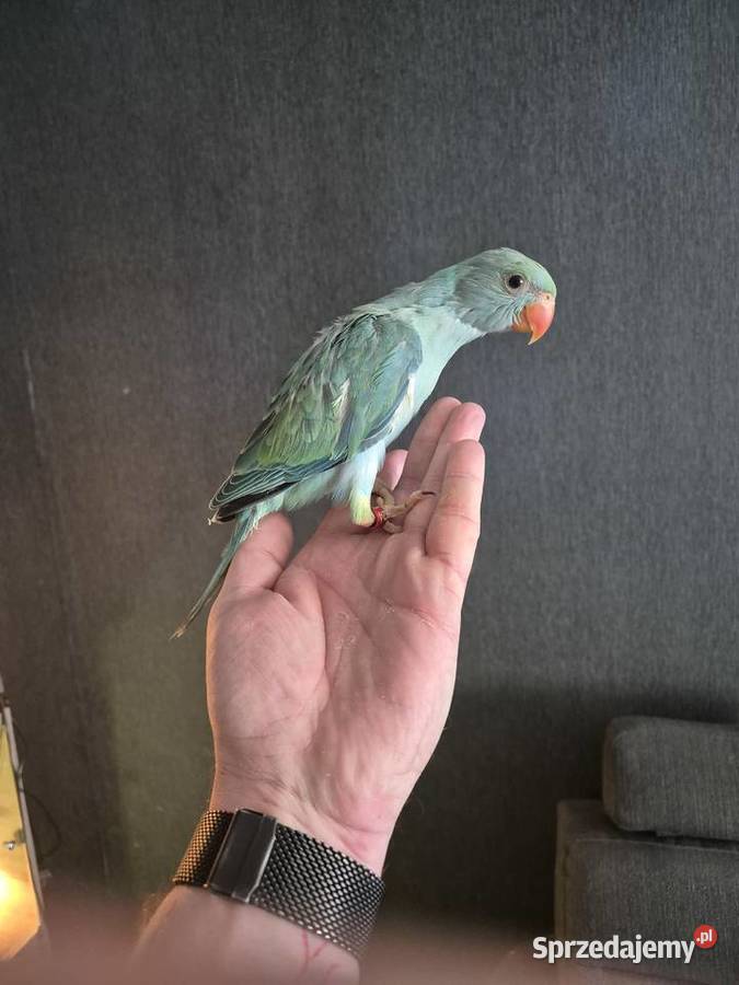 Aleksandretta Obrożna Ręcznie Karmiona śląskie Radlin