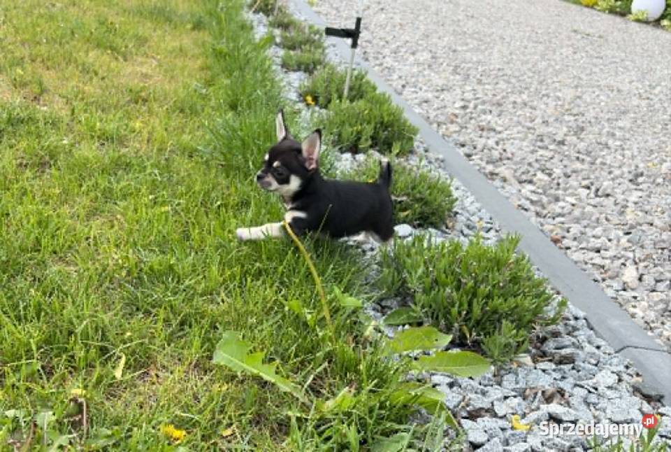 CHIHUAHUA ŚLICZNA SUNIA TRICOLOR Chihuahua Warszawa sprzedam