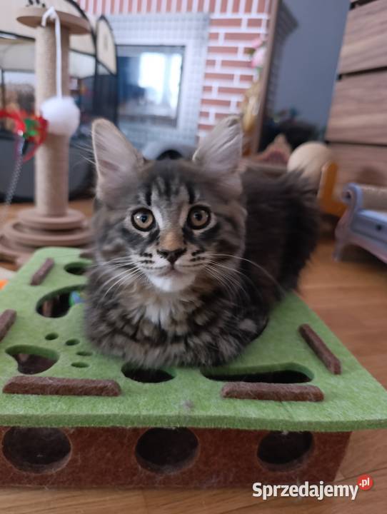 Koteczka Maine Coon Krasnystaw