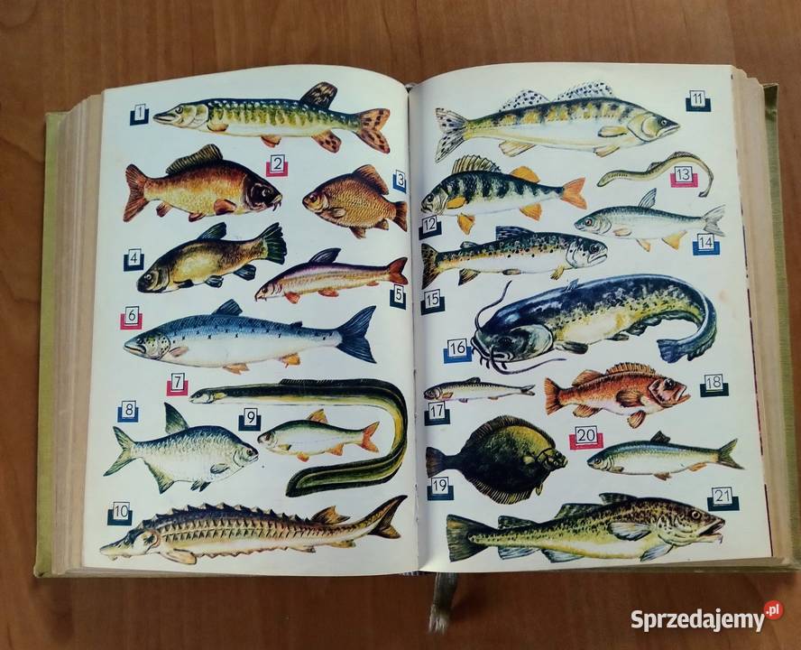 Kuchnia Warszawska Katowice