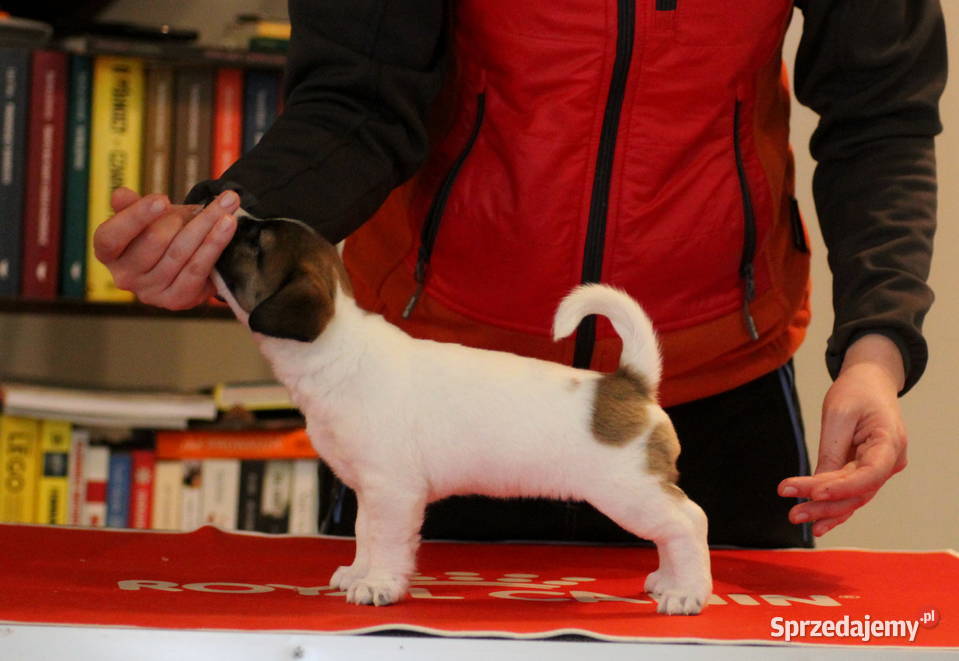 Jack Russell terrier FCI Piesek Czernina