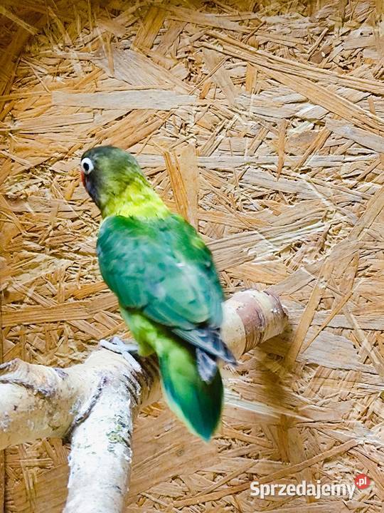 Nierozłaczka z 2025 roku Stanisław Górny