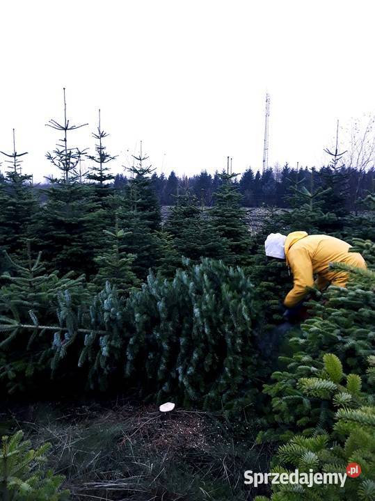 Jodła Kaukaska Nordmann cięta choinki HURT z Pozostałe Łódź