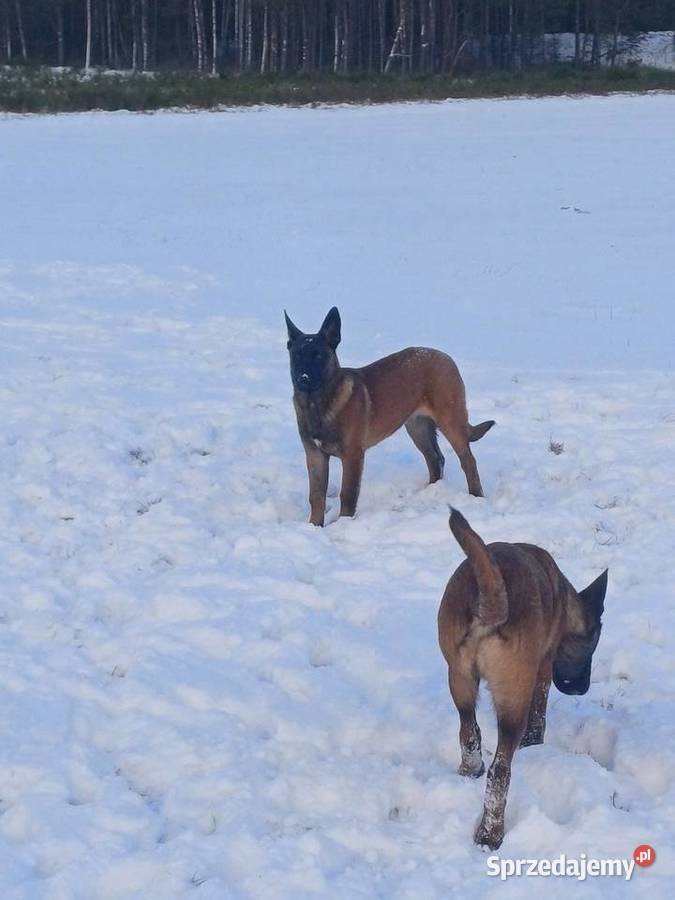 Owczarek Belgijski Zambrów