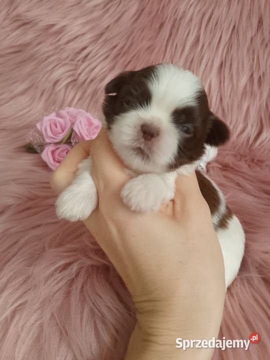 Biało czekoladowa suczka rasy ShihTzu sprzedam