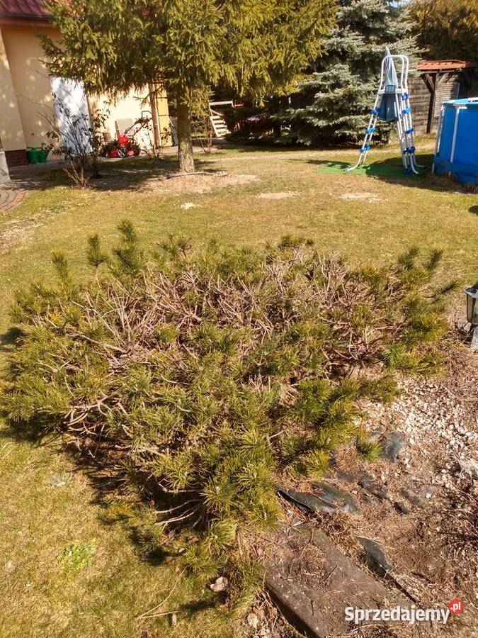 Kosodrzewina niskopienna sosna górska kosówka