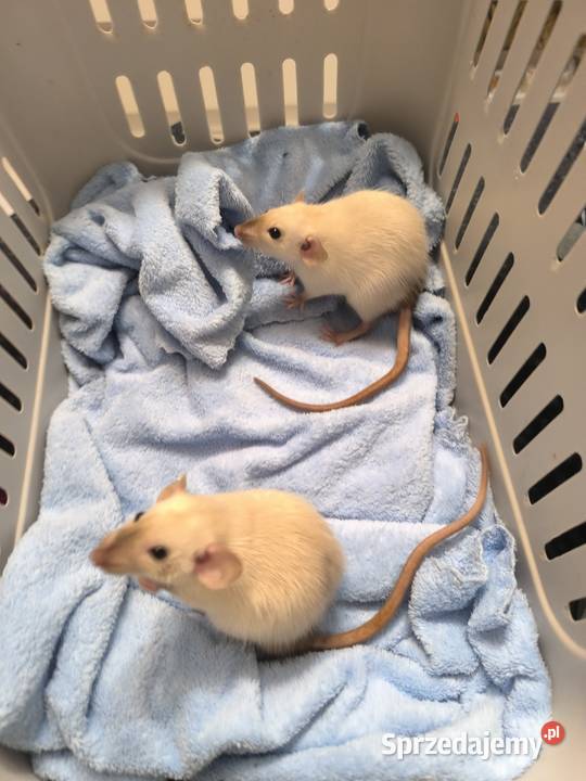 Szczury Dumbo Syjamskie Rasowe Lubin