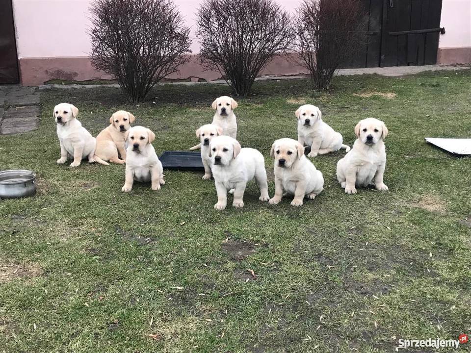 Labradory biszkoptowe szczeniaki Radom