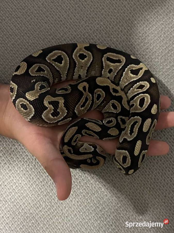 Pyton królewski Mojave poss het Clown samica