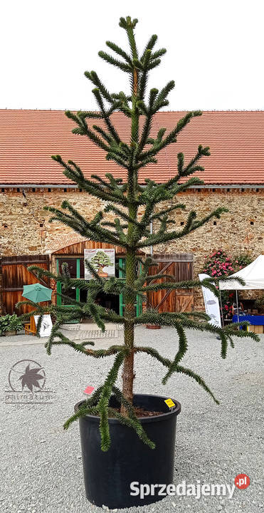 Araukaria chilijska nasiona araucaria araucana Myszków