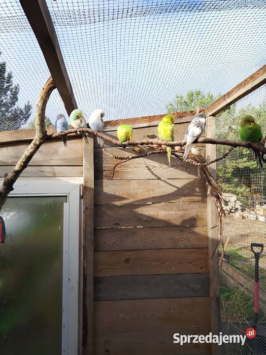 Papugi faliste Stara Huta