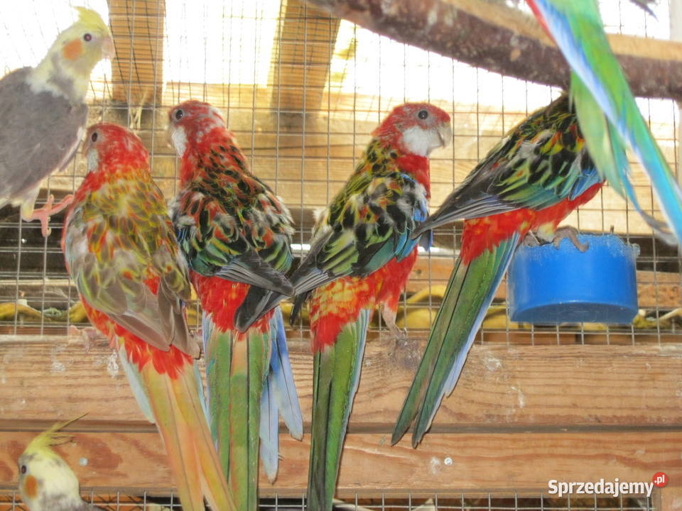 Papuga Rozella Białolica z 25 r Luboń