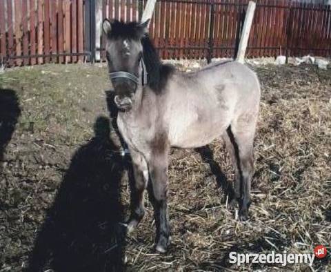 Sprzedam kuce Felińskie