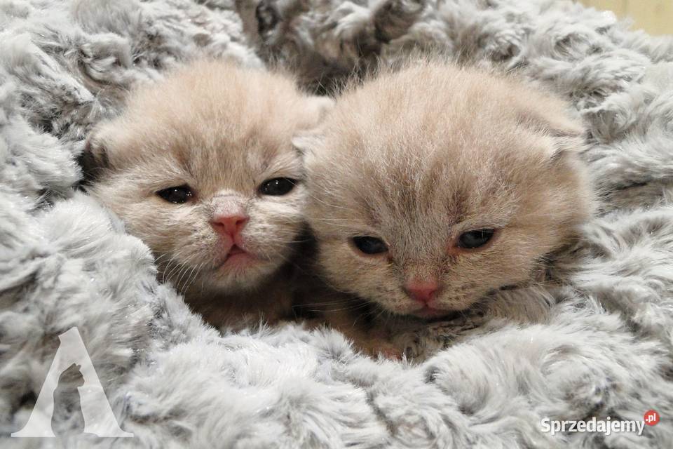 Koty brytyjskie krótkowłose kocurek liliowy FPL Brytyjski Stara Kiszewa