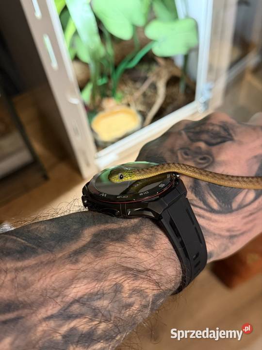 boiga cyanea płeć nieznana sprzedam