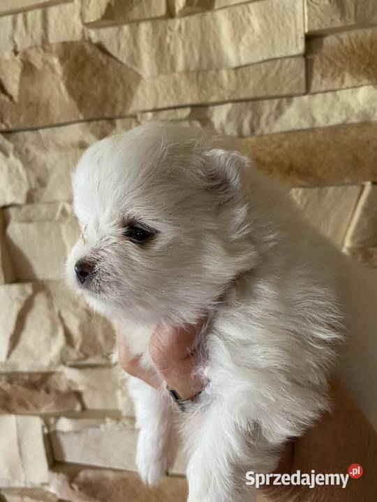 SZPIC MINIATUROWY POMERANIAN BIAŁA SUNIA łódzkie Drogusza