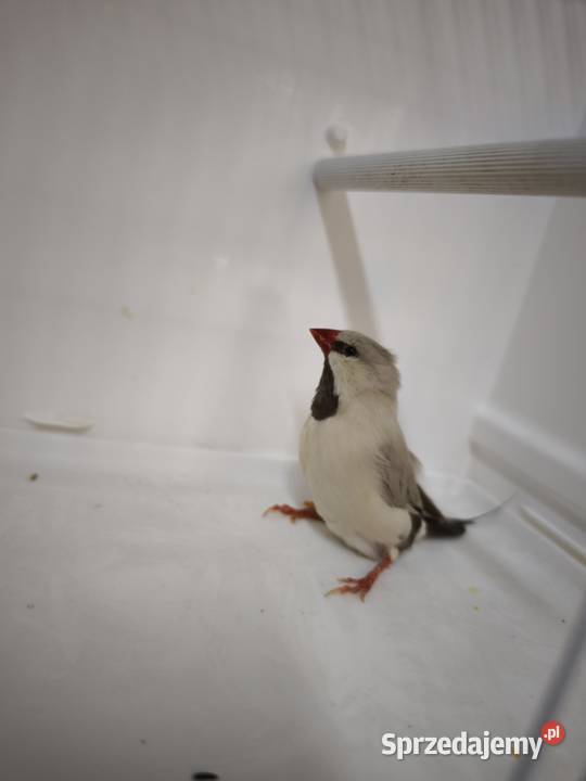 Amadyny Ostrosterne Różne Mutacjr Mielec