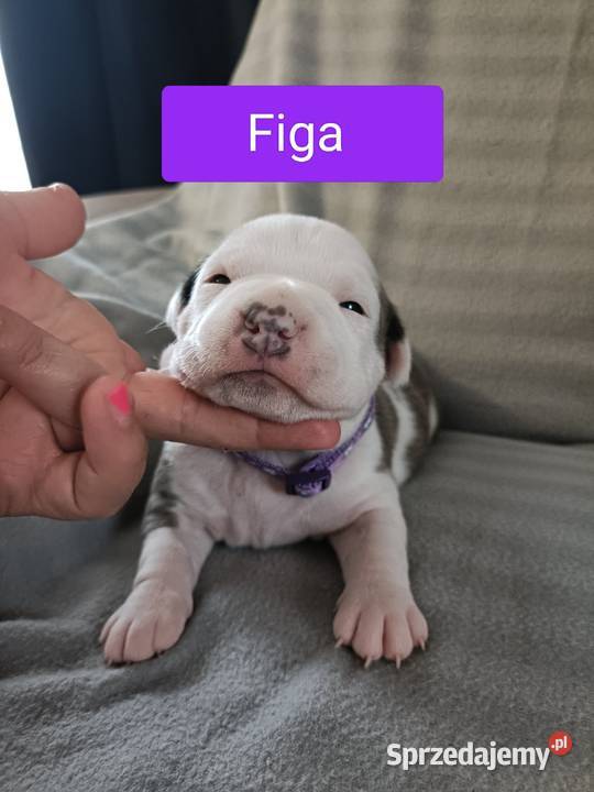 Szczenięta American staffordshire terrier mazowieckie