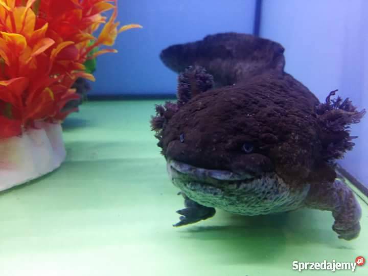 Aksolotle Meksykańskie 35 Koszalin sprzedam