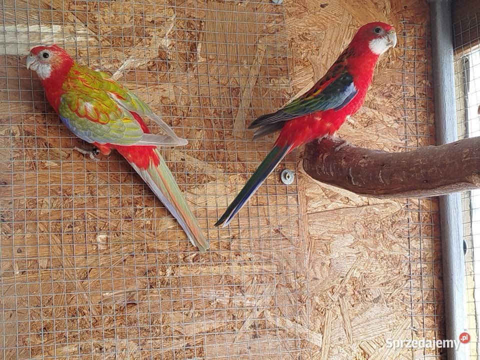 Rozella Białolica samiec 2025 r Brzeziny sprzedam