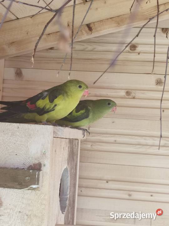 Papugi likwidacja hodowli papug Darzlubie