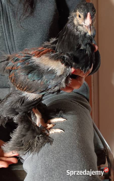 Na sprzedaż młodzież Brahma Olbrzymia Ptaki Nowe Miasto Lubawskie