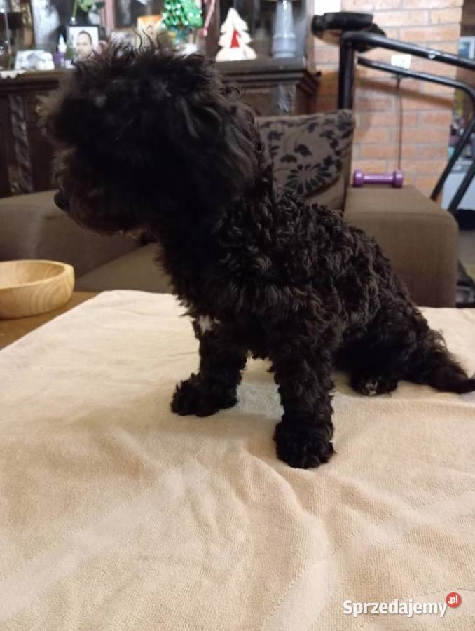 Hawana sunia rasy Rosyjska Bolonka Kolorowa Radliniec