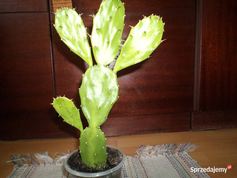 opuncja kwiat doniczkowy