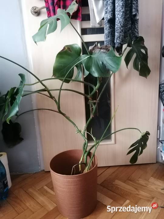 Monstera wysokość 108 Gdańsk
