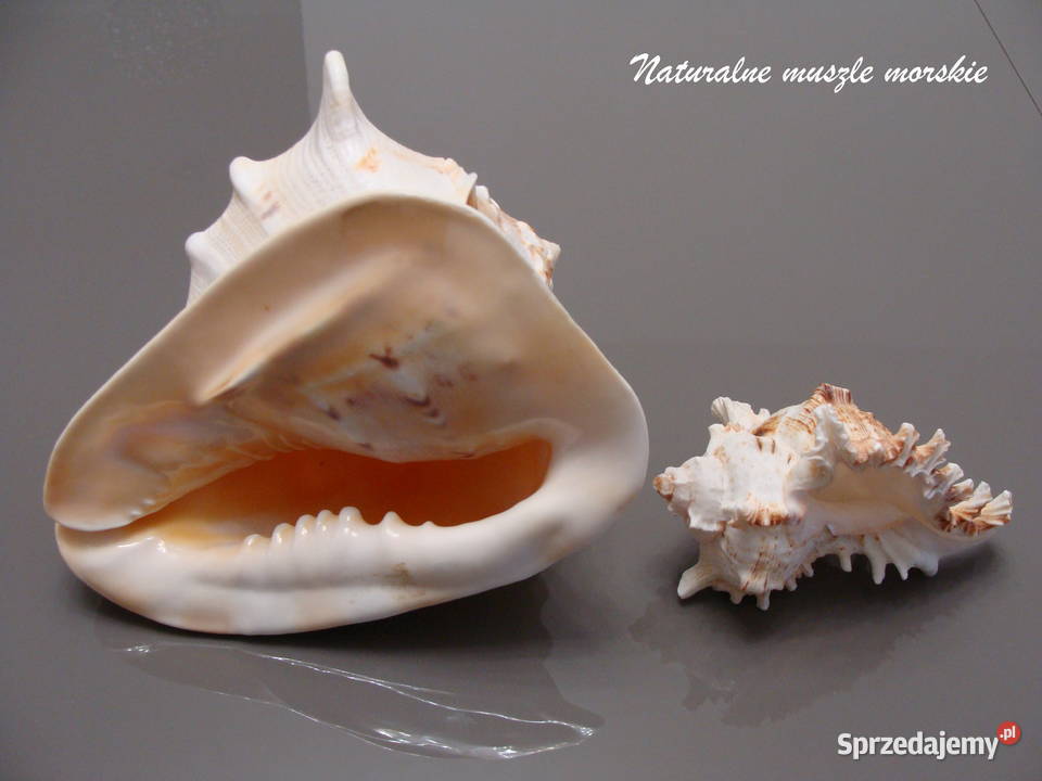 Naturalne muszle morskie komplet Rumia